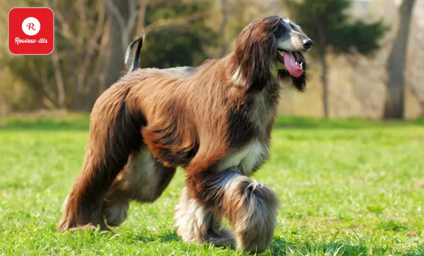 Afghan Hound - Review-Itis