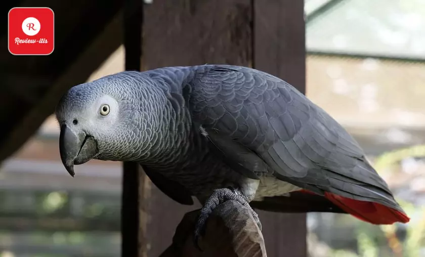 African Grey Parrot - Review-Itis