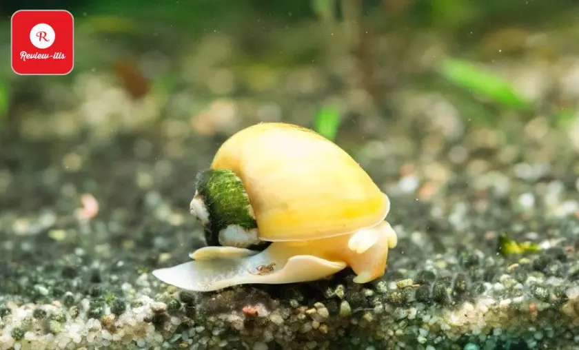 Apple Snail(Pomacea Bridgesii) - Review-Itis