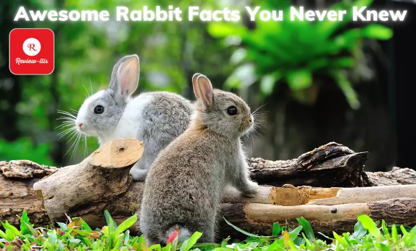 Awesome Rabbit Facts You Never Knew - Review-Itis