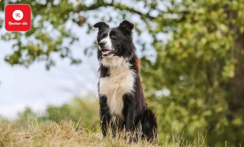 Border Collie - Review-Itis