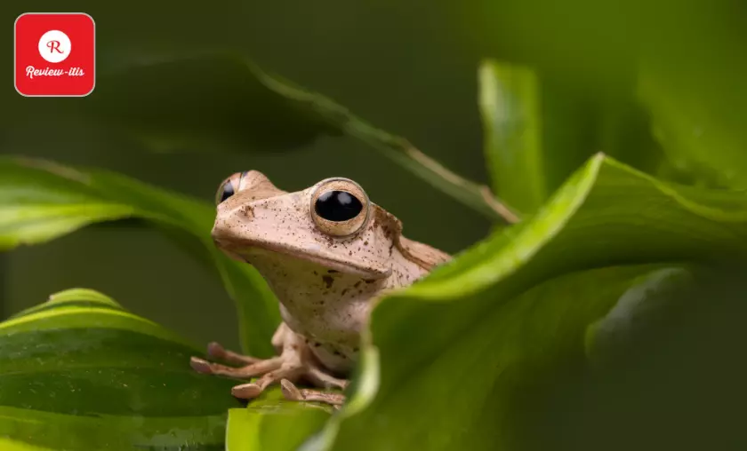 Borneo Eared Frog - Review-Itis