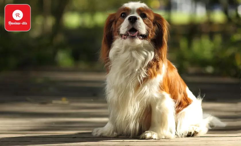 Cavalier King Charles Spaniel - Review-Itis