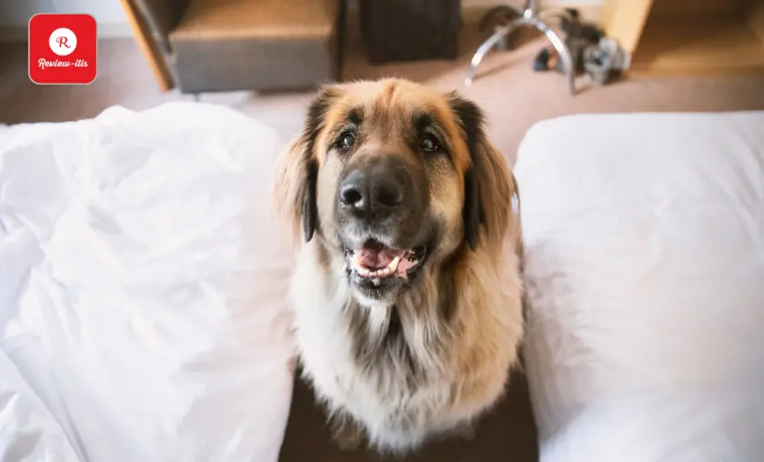 Check Online for Pet-friendly Hotels - Review-Itis