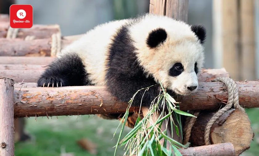 Chengdu Research Base of Giant Panda Breeding - Review-Itis