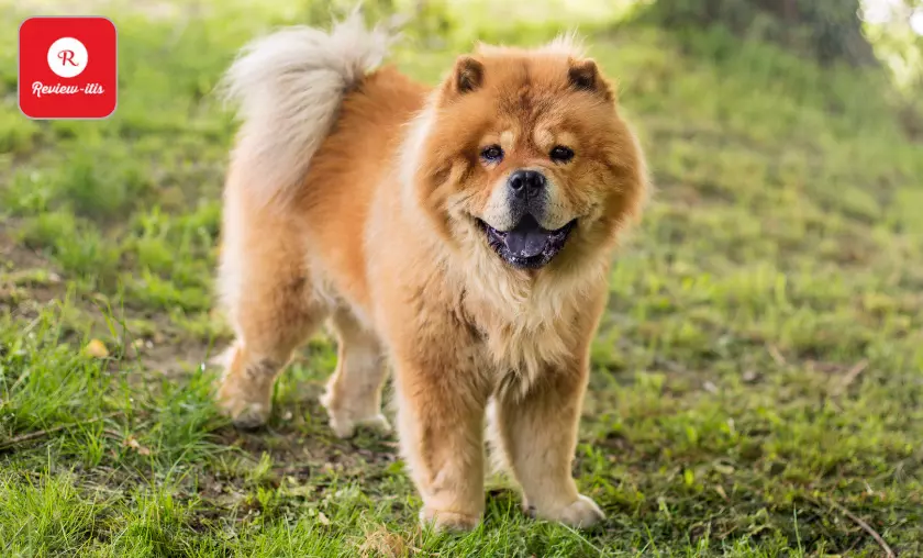 Chow Chow - Review-Itis