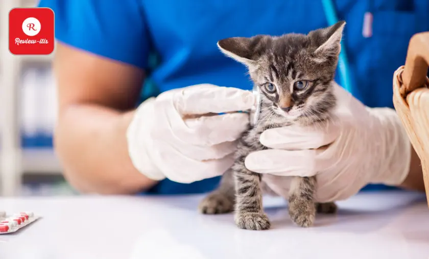 Consider Opting for a Cat Specific Vet - Review-Itis