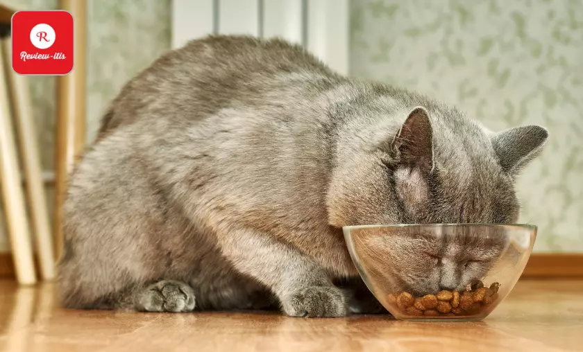 Don't Overfeed Them Dry Food - review-Itis