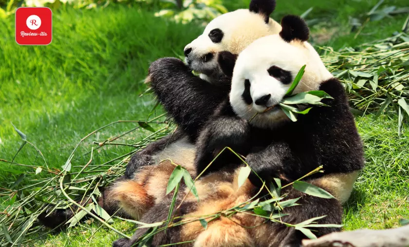 China's "National Treasure" - Giant Panda's - Review-Itis