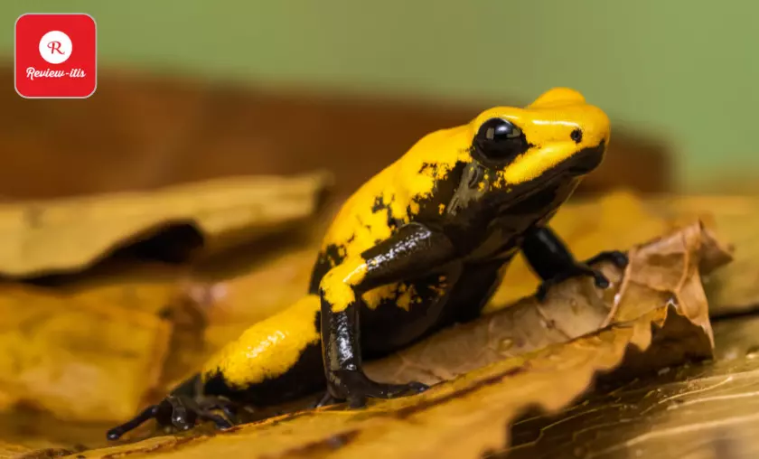 Golden Poison Frog - Review-Itis