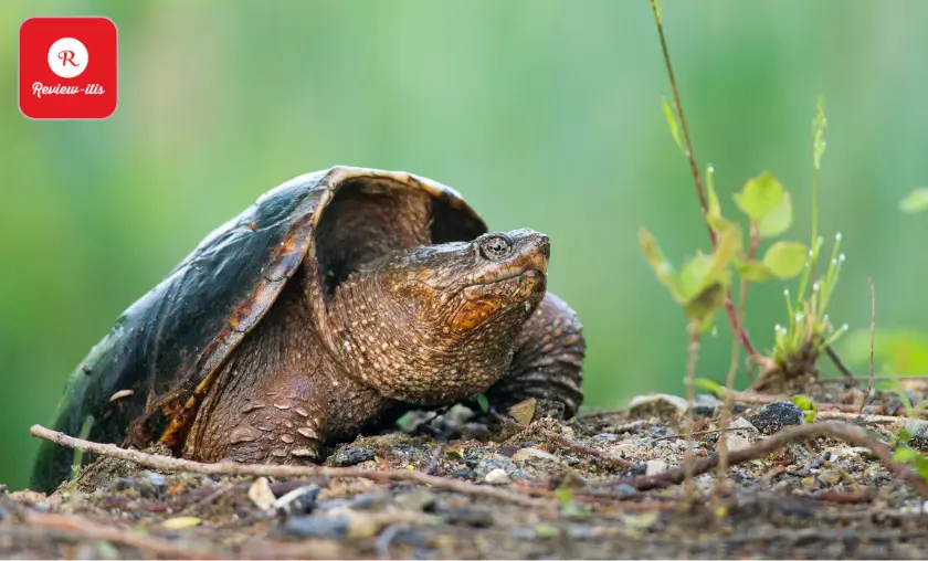 Half of the Turtle Species on Earth Are Threatened or Endangered - Review-Itis