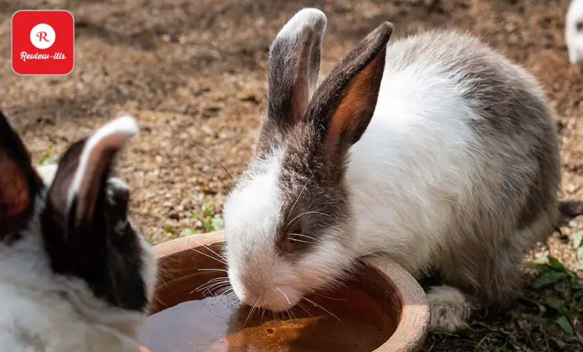 How to Care for an Outdoor Rabbit -Review-itis