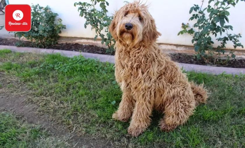 Labradoodle - Review-Itis