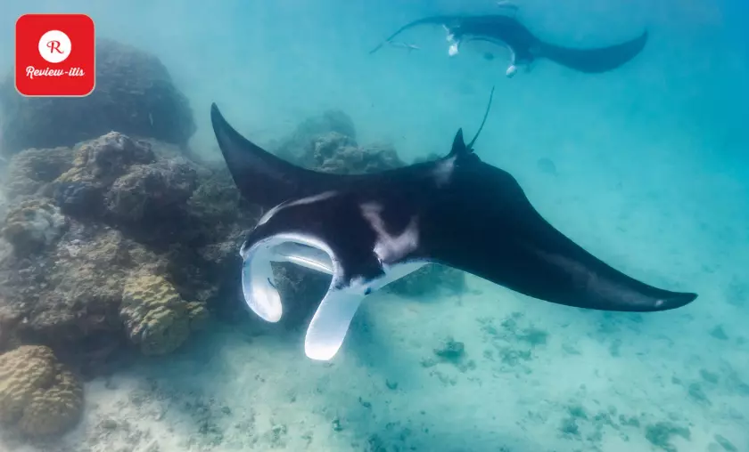 Manta Night Dive – Kona, Hawaii - Review-Itis