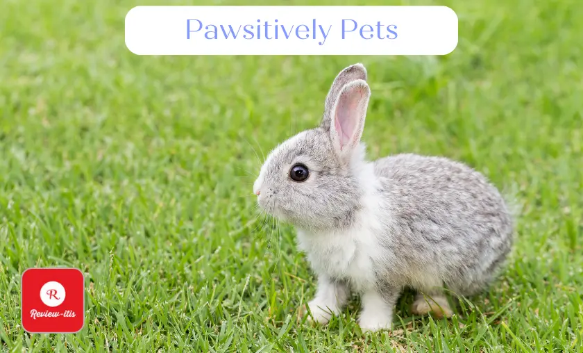 Pawsitively Pets - Review-Itis