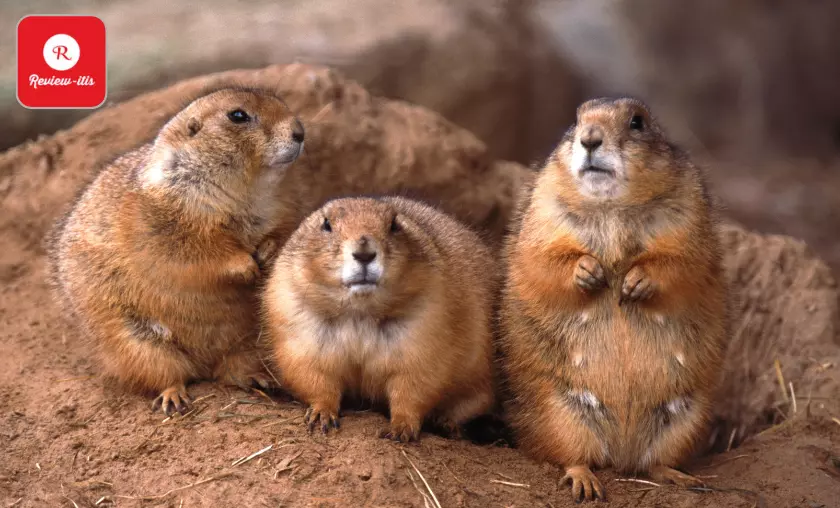 Prairie Dog - Review-Itis