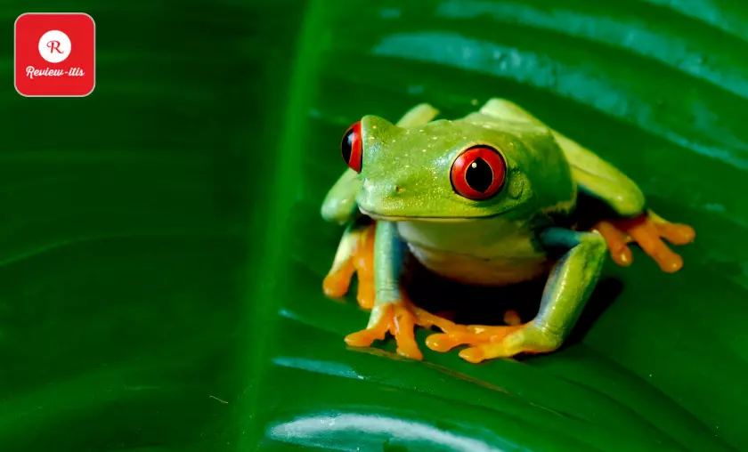 Red-Eye Tree Frog - Review-Itis