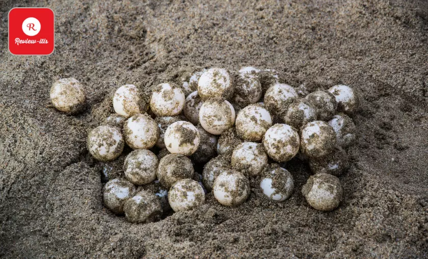 Sea Turtles Can Lay Over 100 Eggs at a Time - Review-Itis
