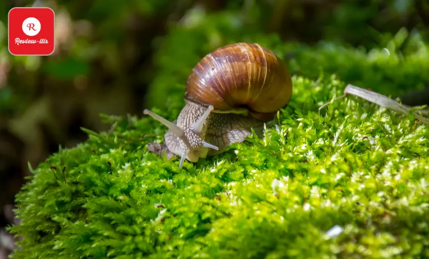 Snails(Ampurllariidae) - Review-Itis