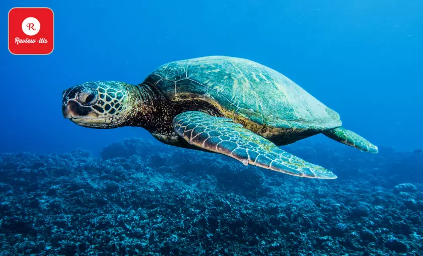 Some Sea Turtles Can Swim 10,000 Miles in One Year - Review-Itis