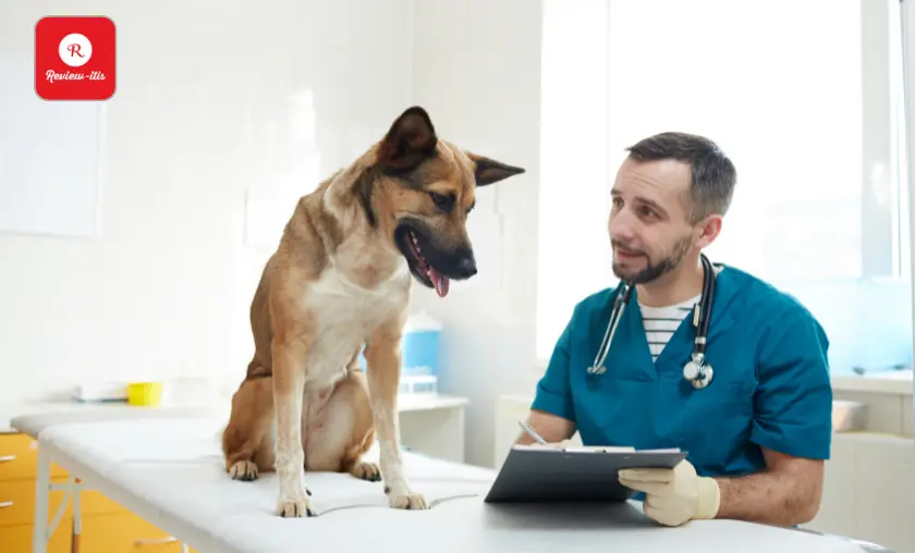 Take Advantage of Your Vet - Review-itis