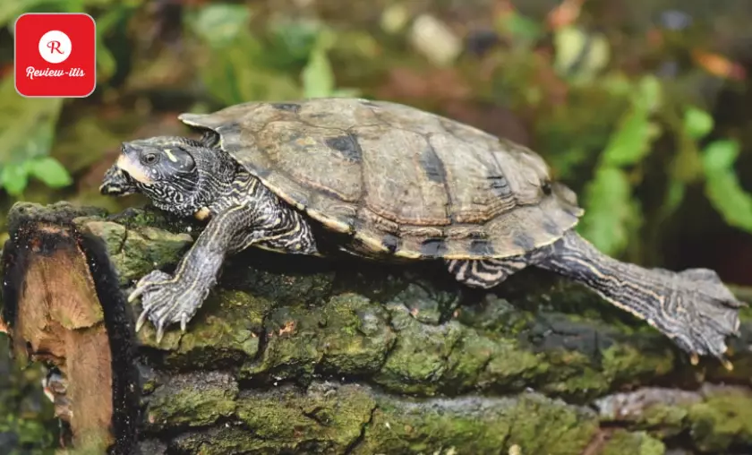 The Oldest Turtle Ever Currently Believed to Be 189 Years Old - Review-Itis