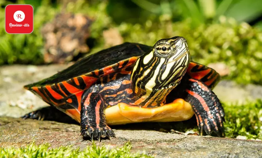 Turtles Have Existed for More Than 200 Million Years - Review-itis