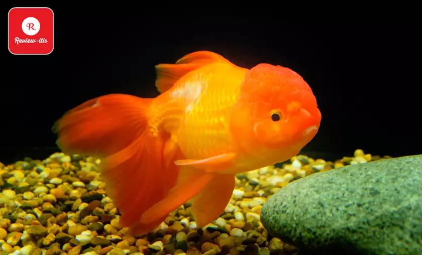 Where Do Goldfish Prefer to Live in the Aquarium? - Review-Itis