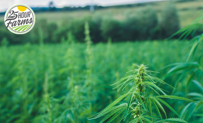 Why 25 Hour Farms Is a Trusted Name in CBD Products!