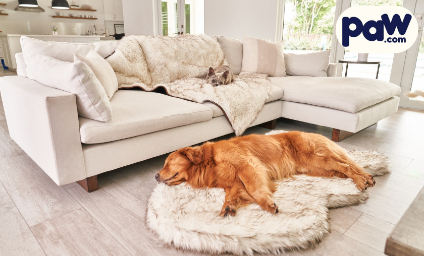 Paw.com Review: Where Comfort Meets Companionship!