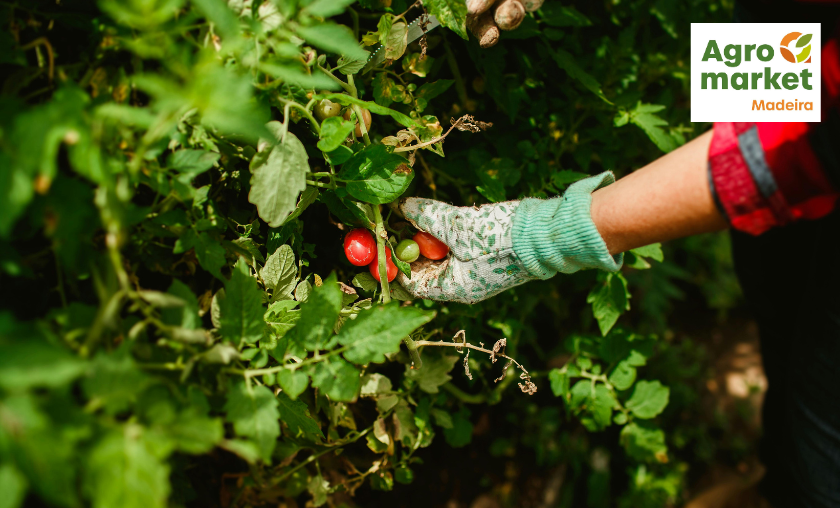 How Agromarket Works Better!