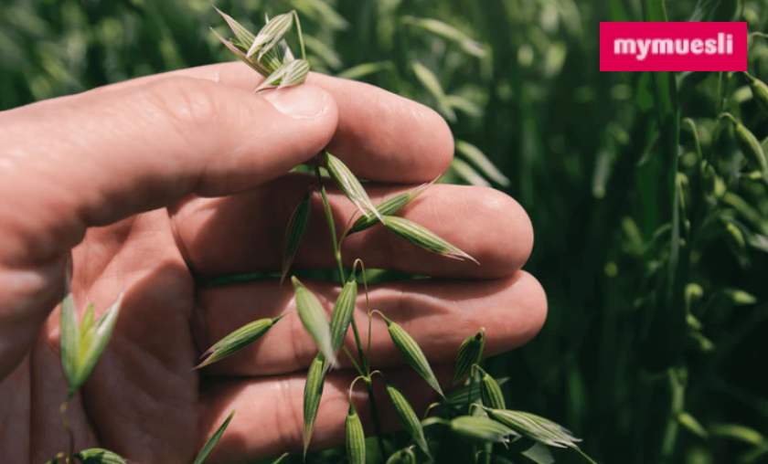 The Story Behind mymuesli!