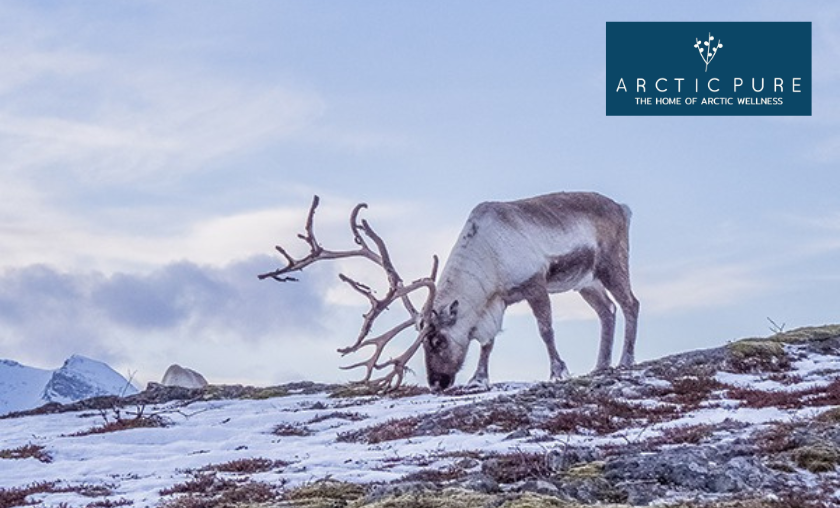 Arctic Pure Review – Pure Ingredients, Northern Origins
