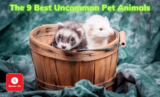 The 9 Best Uncommon Pet Animals in (2025)